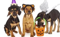 Người dân Mỹ chi 440 triệu USD hóa trang cho thú cưng dịp Halloween