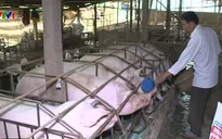Hạn chế tăng đàn lợn và mở rộng nhà máy thức ăn chăn nuôi
