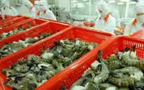Xuất khẩu tôm sang Trung Quốc tăng 30%