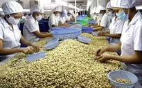 Ngành chế biến điều phụ thuộc vào nguyên liệu nhập khẩu