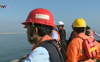 Xung quanh ống xả thải của Fomosa đã có nhiều loại cá