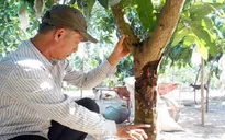Hậu Giang trước nguy cơ mất mùa trái cây Tết