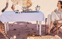 Angelina Jolie vẫn đầy quyền lực, uống trà cạnh hổ báo