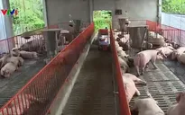 Đồng Nai thu hẹp chăn nuôi do thua lỗ