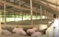 Giá lợn tại Đồng Nai giảm sâu, thương lai ép giá người chăn nuôi