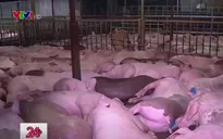Kỷ luật hàng loạt cán bộ liên quan vụ lợn bị tiêm thuốc an thần