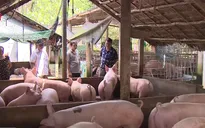Lò mổ Xuyên Á tạm đóng cửa, thương lái nháo nhào tìm nơi giết mổ heo