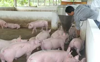 Doanh nghiệp tham gia giải cứu ngành chăn nuôi heo tại Long An