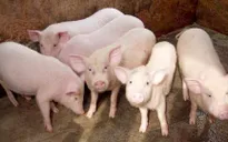 1 con heo sữa giá bằng… 1kg cá nục