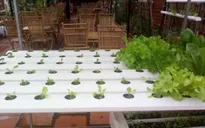 Độc đáo quán “Cà phê rau”