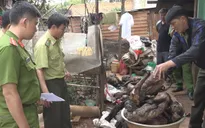 Lâm Đồng: Phát hiện nhiều cá thể động vật hoang dã trong quán nhậu