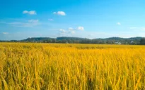 Cần Thơ xây dựng cánh đồng lúa sạch