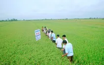 Câu chuyện của những HTX điển hình trong nông nghiệp (17h25, ngày 3/3, VTV1)