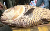 Bắt được cá hô "khủng" gần 100kg trên sông Tiền