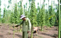 Hồ tiêu chính thức lên sàn giao dịch hàng hóa