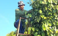 Nông dân lao đao vì hồ tiêu giảm giá mạnh