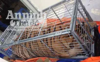Thanh Hóa: Tạm giữ đối tượng vận chuyển cá thể hổ trái phép