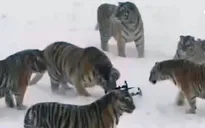 VIDEO cuộc đua giữa hổ Siberia và máy bay không người lái tại Trung Quốc
