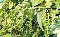 Hồ tiêu Phú Quốc được mùa, rớt giá