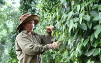 Nấm tấn công hồ tiêu ở Đăk Nông