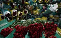 Colombia xuất khẩu 500 triệu cành hoa sang Mỹ dịp Valentine