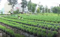 Làng hoa Sa Đéc (Đồng Tháp) tất bật chuẩn bị cho vụ hoa Tết