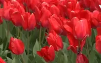 Rực rỡ lễ hội hoa tulip tại bang Washington (Mỹ)