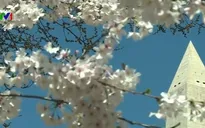 Mùa hoa anh đào muộn ở Washington D.C, Mỹ