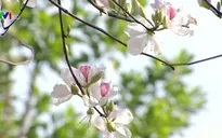 Chủ tịch Quốc hội gợi ý Điện Biên phát triển du lịch từ hoa ban