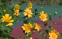 Sắc màu mùa hoa dại Đà Lạt