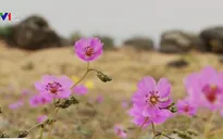 Sự hồi sinh mạnh mẽ của hoa dại trên sa mạc chết tại Chile