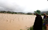 Hàng trăm ha hoa màu tại Lâm Đồng bị bão số 12 cuốn trôi