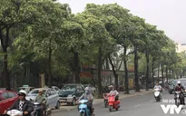 Cần điều chỉnh lại mật độ cây hoa sữa trên một số tuyến phố