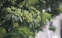 Hoa sữa tràn ngập phố phường Hà Nội
