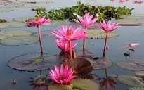 Chiêm ngưỡng vẻ đẹp hoa súng trên vùng đất Tha La