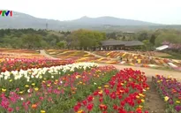Du khách nô nức tới Lễ hội hoa tulip ở Nhật Bản
