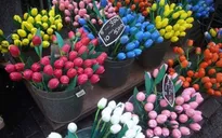 Chiêm ngưỡng chợ hoa rực rỡ màu sắc ở Amsterdam