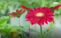 Làng hoa Sa Đéc trồng nhiều giống hoa mới cho Tết