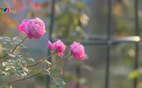 Thú chơi hoa hồng cổ Việt Nam