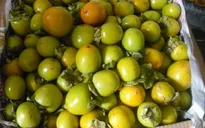 Hồng giòn Đà Lạt sụt giá