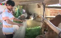 Phú Yên: Tăng cường cấp vốn cho người nghèo tái sản xuất sau lũ