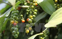Giá hồ tiêu giảm, người dân vẫn đua nhau trồng mới