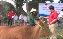 Hỗ trợ bò cho các gia đình bị thiệt hại do mưa lũ tại Hà Tĩnh