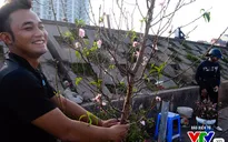 Hà Nội: Sắc hoa đào nhẹ nhàng xuống phố