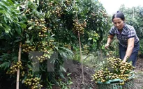 Hưng Yên cần xây dựng nền nông nghiệp đô thị