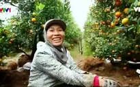 Xứ nhãn Hưng Yên - Một điểm du xuân mới cho dịp Tết