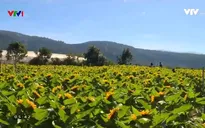 Nông dân làm du lịch canh nông