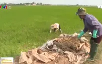 Làng trồng thành công lúa hữu cơ
