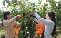 Ibaraki - Hấp dẫn trái cây tươi và ẩm thực phong phú