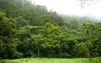 Gần 283.000ha đất lâm nghiệp ở Tây Nguyên đang tranh chấp